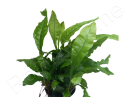Microsorium pteropus mini  plante eau douce