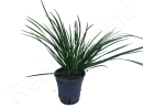 Acorus pusillus  plante eau douce