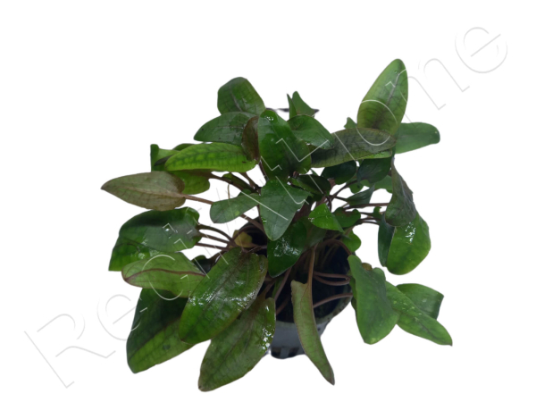 Cryptocoryne sp.