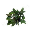 Cryptocoryne sp.