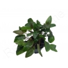 Cryptocoryne sp.
