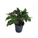 Cryptocoryne sp.
