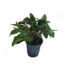 Cryptocoryne sp.