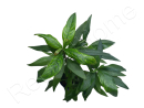 Hygrophila selection