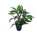 Hygrophila selection
