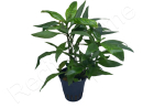 Hygrophila selection
