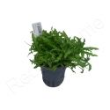 Pogostemon helferi plante eau douce