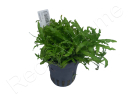 Pogostemon helferi plante eau douce