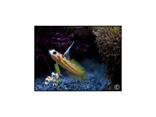 Stonogobiops yasha