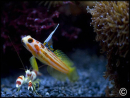 Stonogobiops yasha