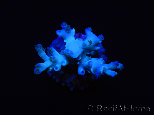 WYSIWYG Acropora echinata Ice Fire 5O4