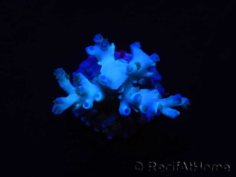 WYSIWYG Acropora echinata Ice Fire 5O4