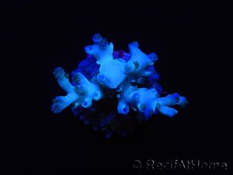 WYSIWYG Acropora echinata Ice Fire 5O4
