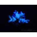 WYSIWYG Acropora echinata Ice Fire 5O4