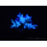 WYSIWYG Acropora echinata Ice Fire 5O4