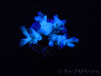 WYSIWYG Acropora echinata Ice Fire 5O4