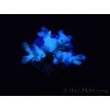 WYSIWYG Acropora echinata Ice Fire 5O4