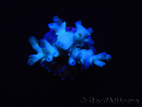 WYSIWYG Acropora echinata Ice Fire 5O4