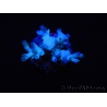 WYSIWYG Acropora echinata Ice Fire 5O4