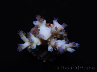 WYSIWYG Acropora echinata Ice Fire 5O4