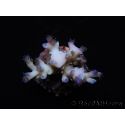 WYSIWYG Acropora echinata Ice Fire 5O4