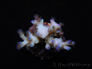 WYSIWYG Acropora echinata Ice Fire 5O4