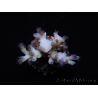 WYSIWYG Acropora echinata Ice Fire 5O4