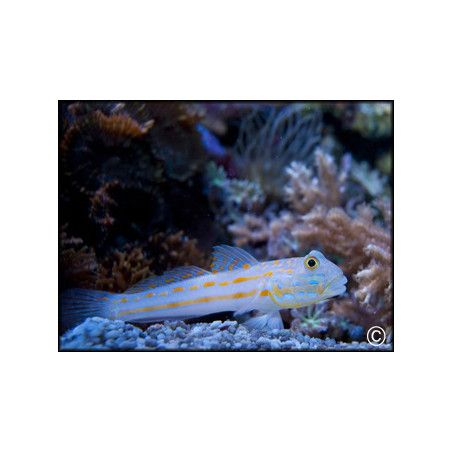 Valenciennea puellaris