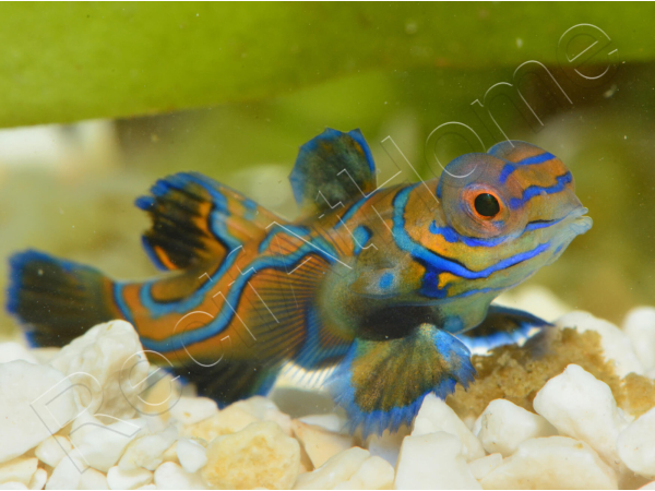 Mâle Synchiropus splendidus S ELEVAGE FRANCE ACDP