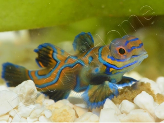 Mâle Synchiropus splendidus S ELEVAGE FRANCE ACDP