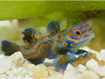 Mâle Synchiropus splendidus S ELEVAGE FRANCE ACDP
