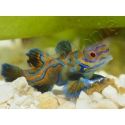 Mâle Synchiropus splendidus S ELEVAGE FRANCE ACDP