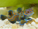 Mâle Synchiropus splendidus S ELEVAGE FRANCE ACDP
