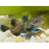 Mâle Synchiropus splendidus S ELEVAGE FRANCE ACDP