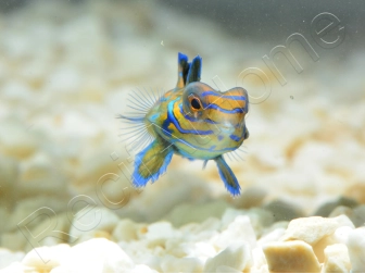 Mâle Synchiropus splendidus S ELEVAGE FRANCE ACDP