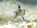 Mâle Synchiropus splendidus S ELEVAGE FRANCE ACDP