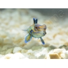 Mâle Synchiropus splendidus S ELEVAGE FRANCE ACDP