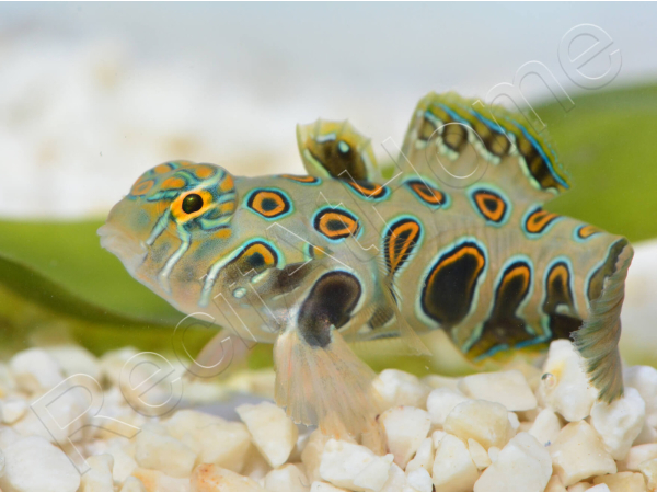 Synchiropus Picturatus XXS 2cm  ELEVAGE FRANCE MERS