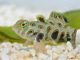 Synchiropus Picturatus XXS 2cm  ELEVAGE FRANCE MERS