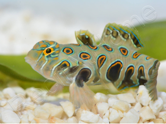 Synchiropus Picturatus XXS 2cm  ELEVAGE FRANCE MERS