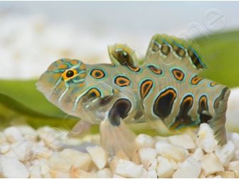 Synchiropus Picturatus XXS 2cm  ELEVAGE FRANCE MERS