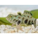 Synchiropus Picturatus XXS 2cm  ELEVAGE FRANCE MERS