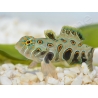 Synchiropus Picturatus XXS 2cm  ELEVAGE FRANCE MERS
