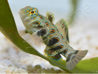 Synchiropus Picturatus XXS 2cm  ELEVAGE FRANCE MERS