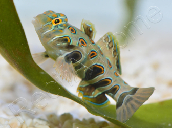 Synchiropus Picturatus XXS 2cm  ELEVAGE FRANCE MERS