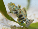Synchiropus Picturatus XXS 2cm  ELEVAGE FRANCE MERS