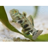 Synchiropus Picturatus XXS 2cm  ELEVAGE FRANCE MERS
