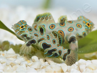 Synchiropus Picturatus XXS 2cm  ELEVAGE FRANCE MERS