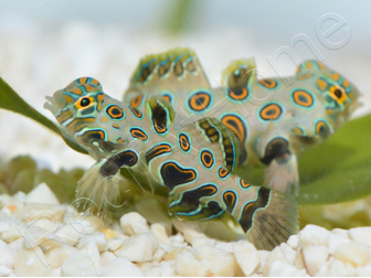 Synchiropus Picturatus XXS 2cm  ELEVAGE FRANCE MERS