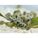 Synchiropus Picturatus XXS 2cm  ELEVAGE FRANCE MERS